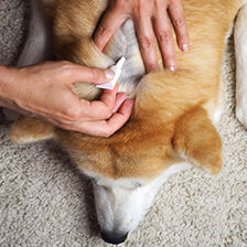person applying Flea & Tick treatment to their dog